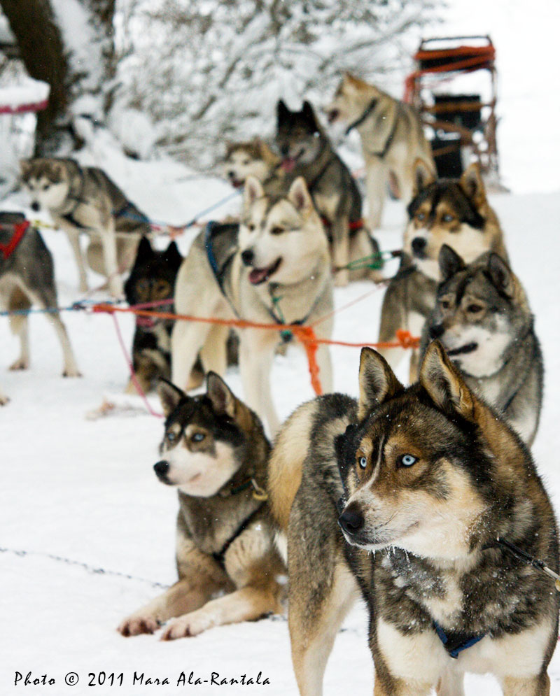 Gegwen Siberian husky team